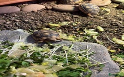 Tortoise reptiles for sale: Marginated Tortoises (Hatchlings)  - Image 2