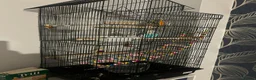 Budgerigars birds for sale: Budgie with cage + toys in Tunbridge Wells - Advert 2
