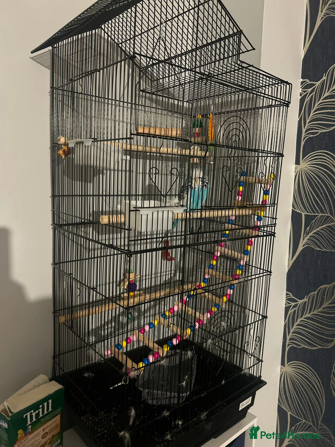 Budgerigars birds for sale: Budgie with cage + toys in Tunbridge Wells - Advert 2