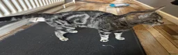 Bengal cats for sale: Bengal and tabby kittens in Southampton - Advert 3