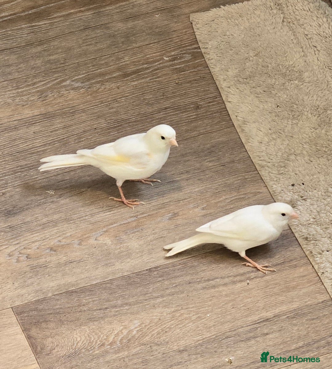 Canaries birds for sale: Canaries  - Advert 8