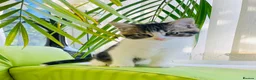 Mixed Breed cats for sale: Kittens for sale ,mixed breed, wonderful behaviour - Advert 19