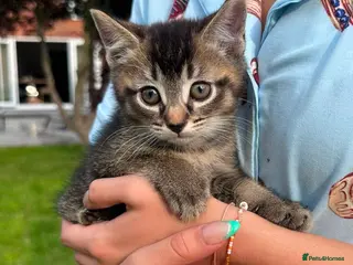 British Shorthair cats Beautiful British Shorthair Kittens – Ready Now - Advert 3