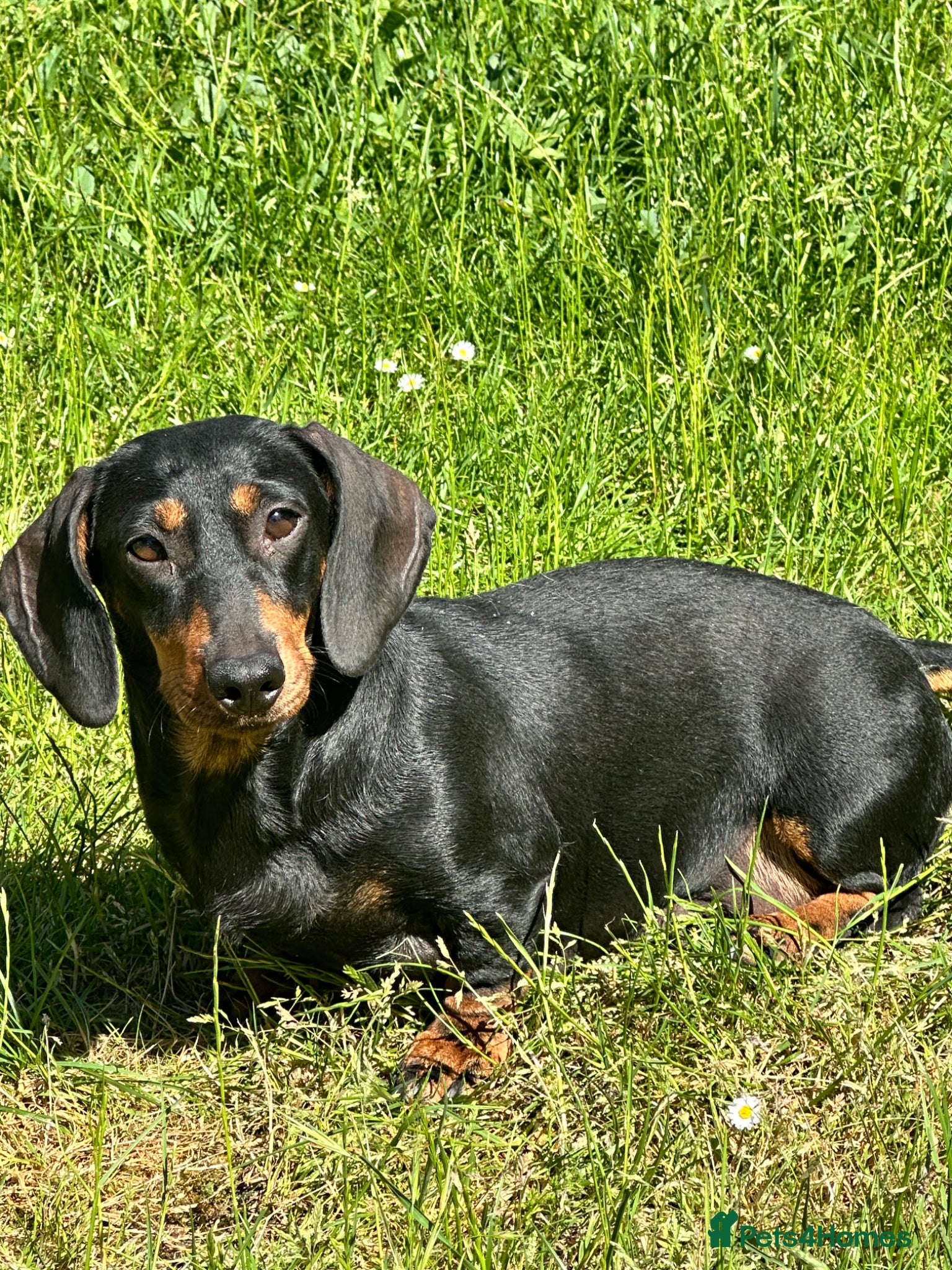 Dachshund dogs Wire haired dachshunds - Advert 2