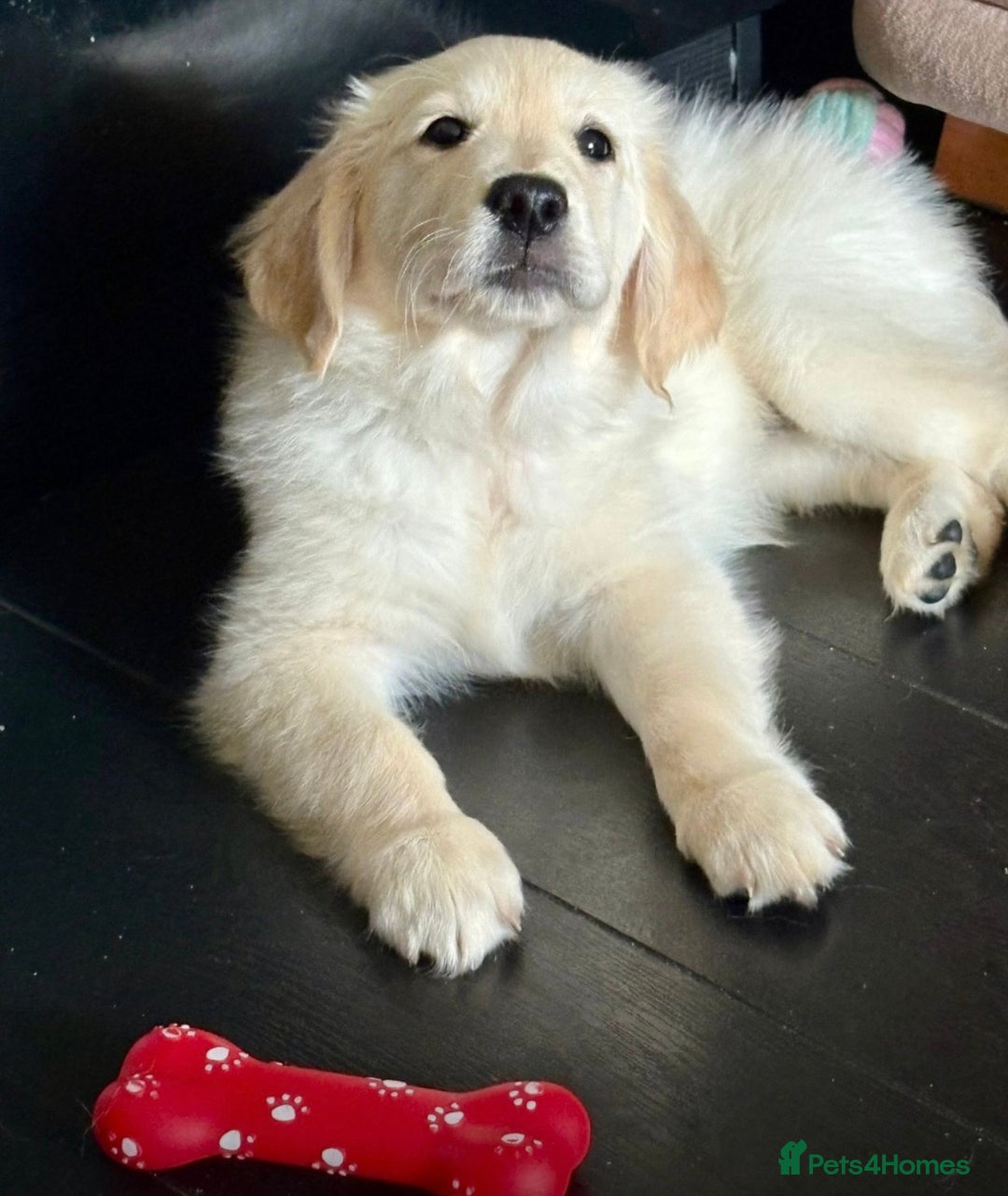Golden Retriever dogs for sale: Golden Retrievers, Stunning Litter , Certificates  - Advert 28