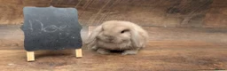 Mini Lop rabbits for sale: Mini lops shoe lines - Advert 6