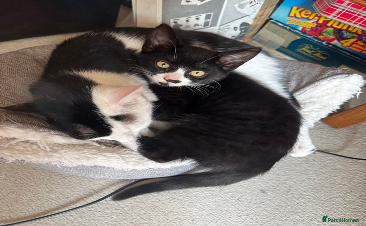 Domestic Shorthair cats - Advert 17