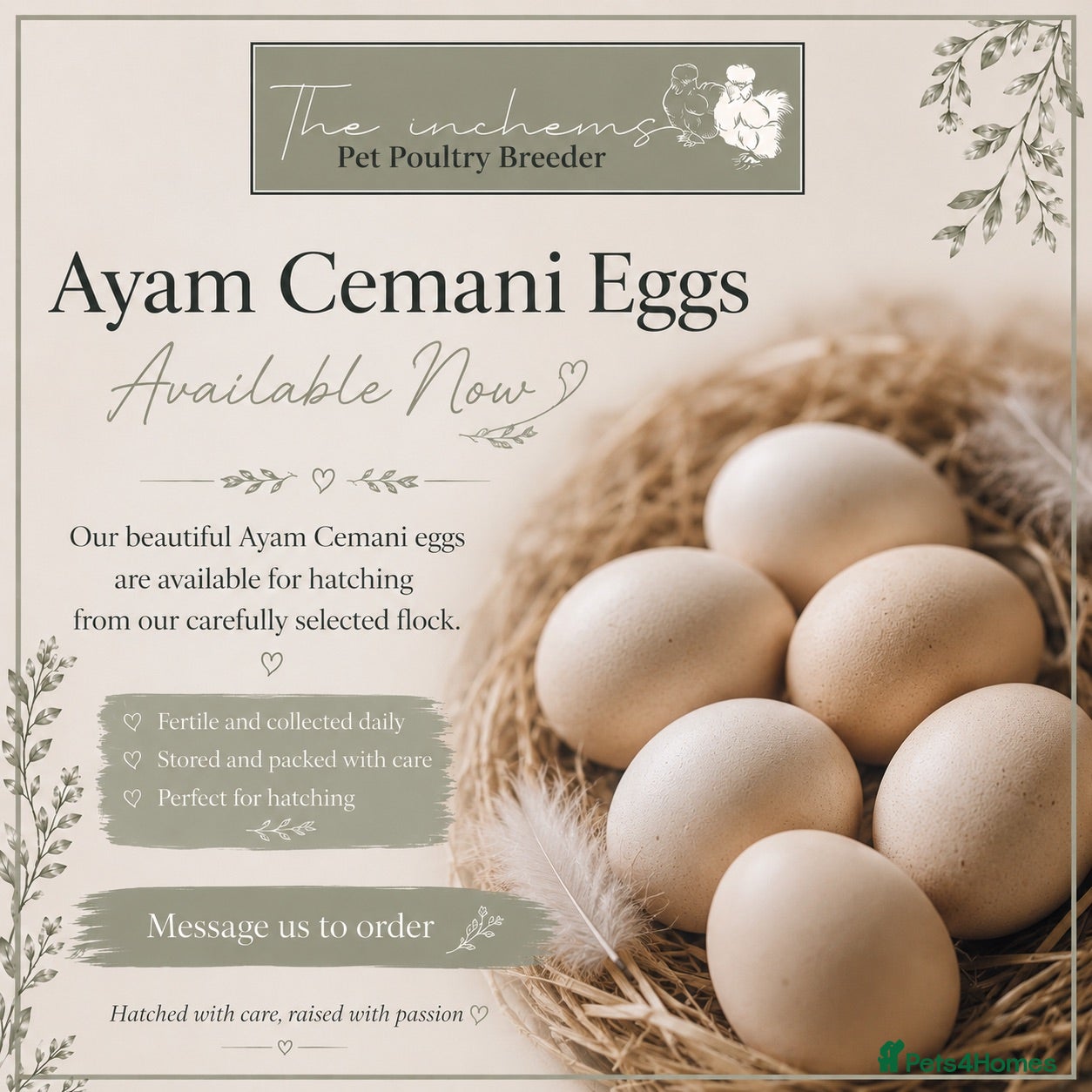 Chickens poultry for sale: 🖤🥚 Ayam Cemani Hatching Eggs Available 🥚🖤 - Advert 2
