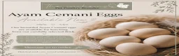 Chickens poultry for sale: 🖤🥚 Ayam Cemani Hatching Eggs Available 🥚🖤 - Advert 1