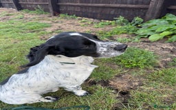 Cocker Spaniel dogs for sale: 🐾 Working Cocker Spaniel Puppies for Sale £800  - Image 22