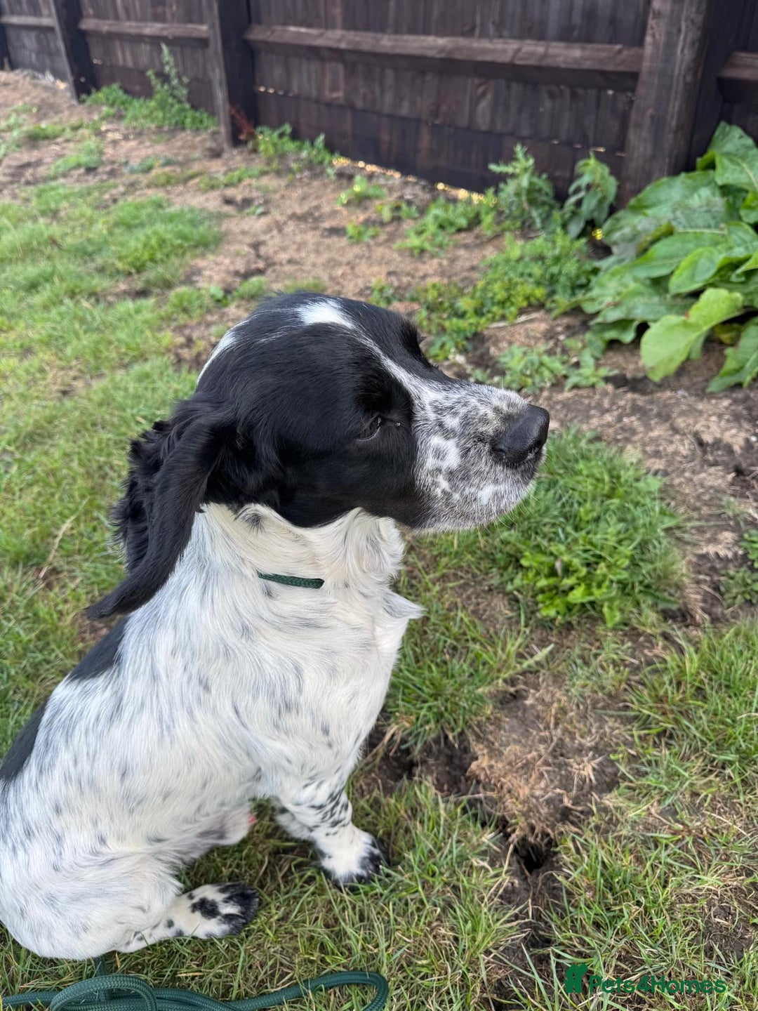 Cocker Spaniel dogs for sale: 🐾 Working Cocker Spaniel Puppies for Sale £800  - Image 22