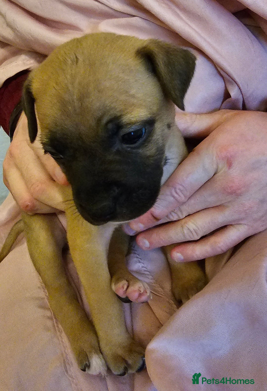 Bullmastiff dogs for sale: Bullmastiff puppies  - Image 10