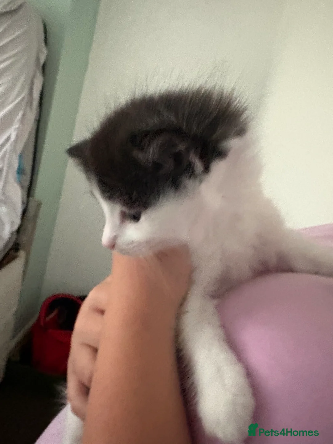 Mixed Breed cats for sale: 2 beautiful kittens needing 5 star homes only  in Birkenhead - Advert 2