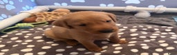 Labrador Retriever dogs for sale: Red fox Labrador puppies  - Advert 20