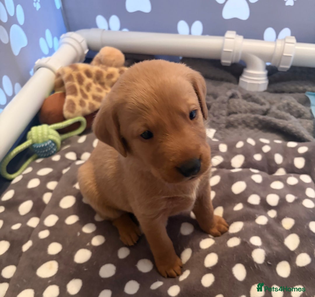 Labrador Retriever dogs for sale: Red fox Labrador puppies  - Advert 20