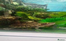 Terrapin reptiles for sale: Pair Mississippi Map Turtle  - Image 13