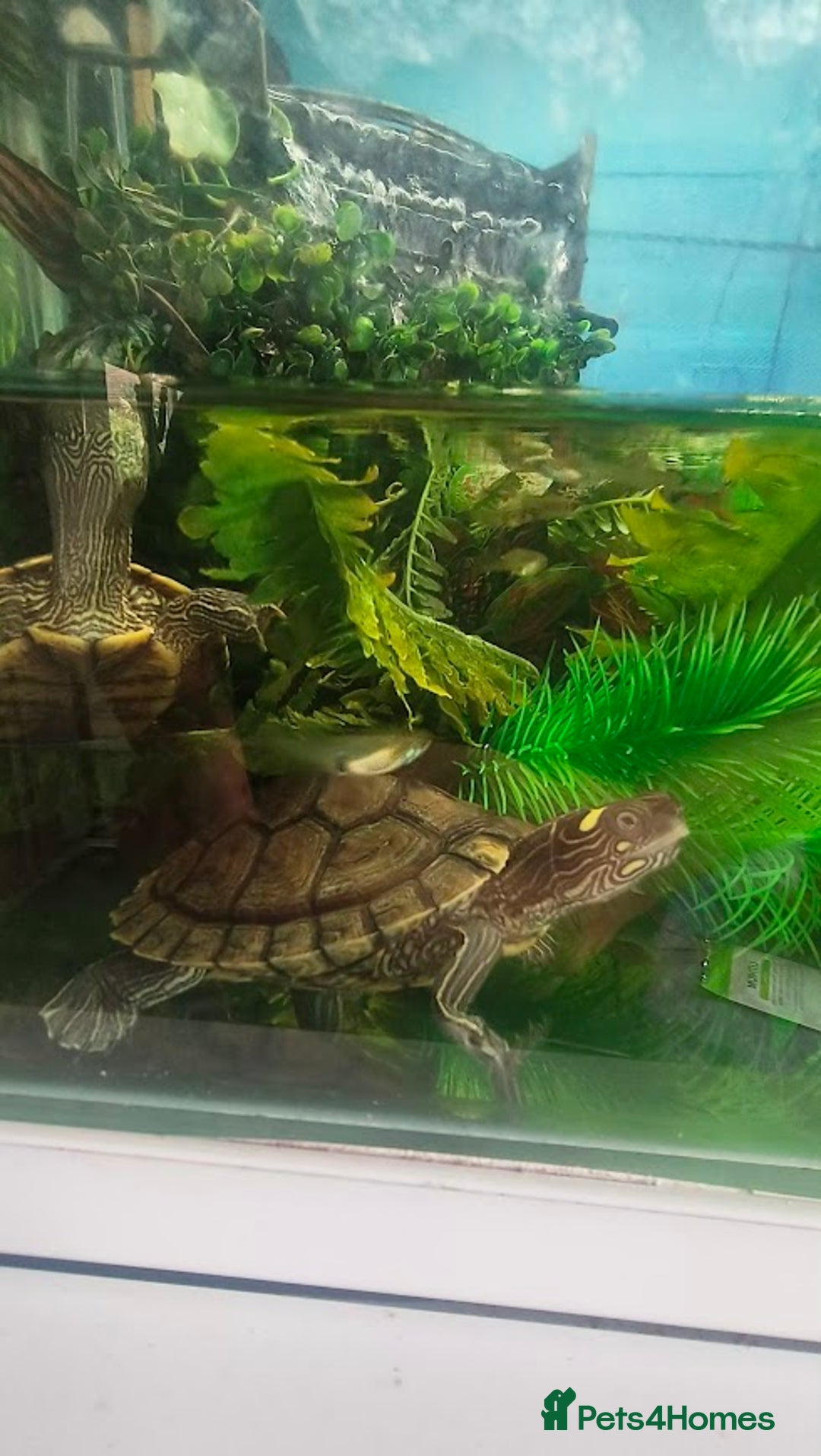 Terrapin reptiles for sale: Pair Mississippi Map Turtle  - Image 13
