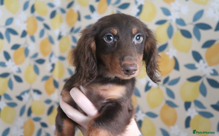 Miniature Dachshund dogs - Advert 3