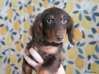Miniature Dachshund dogs - Advert 6