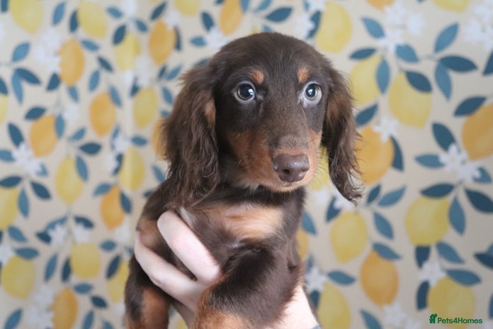 Miniature Dachshund dogs - Advert 3