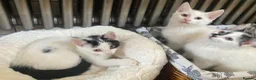 Turkish Van cats for sale: Gorgeous Turkish Van Kittens in Potters Bar - Advert 15