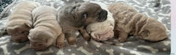 Shar Pei dogs for sale: shar peis - Advert 9