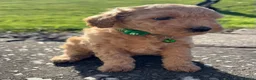 Poochon dogs for sale: 🐾 Beautiful Poochon Puppies – 4 Girls & 1 Boy 🐾 in Ruthin - Advert 15