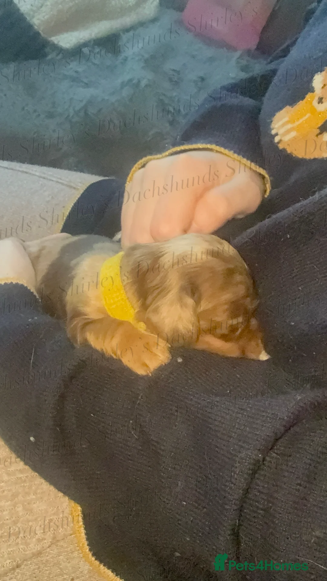 Miniature Dachshund dogs for sale: Longhaired Miniature Dachshunds KC Registered  - Advert 28
