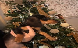 Miniature Dachshund dogs for sale: Beautiful miniature dachshund - Advert 6