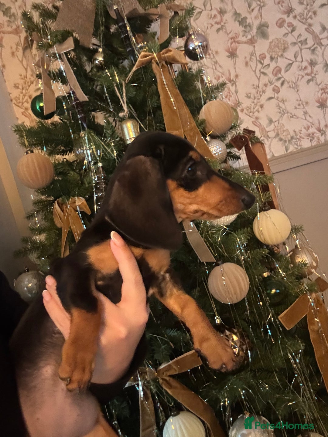 Miniature Dachshund dogs for sale: Beautiful miniature dachshund - Advert 6