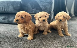 Mixed Breed dogs for sale: Cotonoodle pups - Image 2