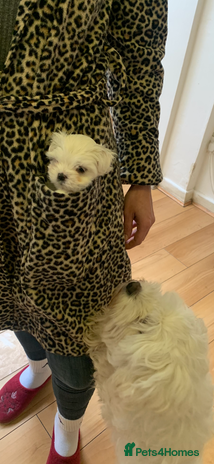 Maltese dogs - Advert 1