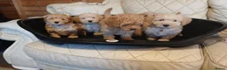 Cavapoo dogs for sale: Cavapoo F1b puppies  - Advert 8