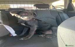 Mixed Breed dogs for sale: Great Dane cross  - Advert 1