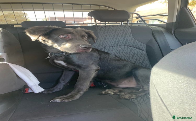 Mixed Breed dogs Great Dane cross  - Advert 3