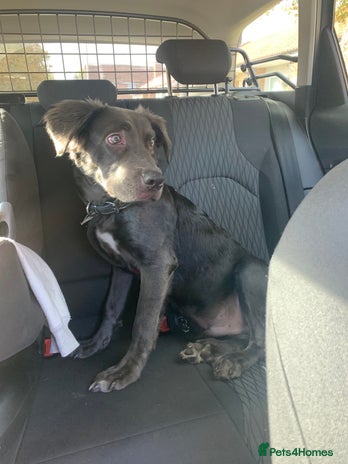 Mixed Breed dogs Great Dane cross - Advert 1