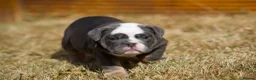 English Bulldog dogs for sale: Winnie’s amazing litter of 6 beautiful babies - Advert 20