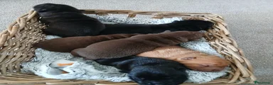 Mixed Breed 6
