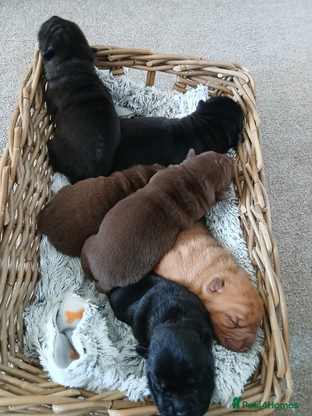 Mixed Breed dogs for sale: Sharpei puppies in Glasgow - Advert 2