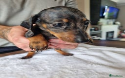 Dachshund dogs for sale: 4 beautiful miniature dachshunds. - Image 8