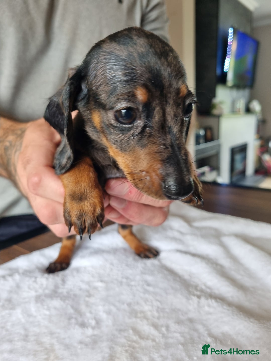 Dachshund dogs for sale: 4 beautiful miniature dachshunds. - Image 8