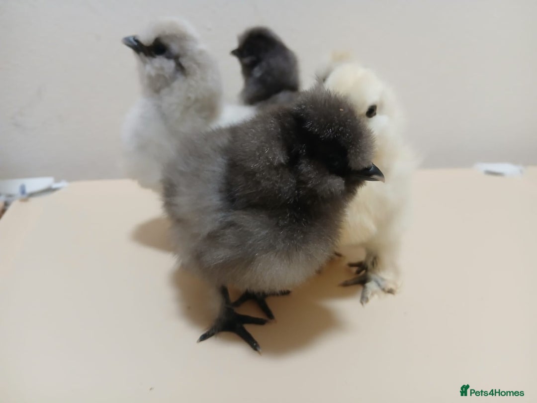 Chickens poultry for sale: Bantam Silkie Chicks Looking for Their New Coops - Advert 3