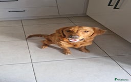 Golden Retriever dogs for sale: New home needed for 7 month old retriever male - Advert 1