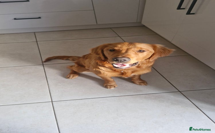 Golden Retriever dogs New home needed for 7 month old retriever male - Advert 1