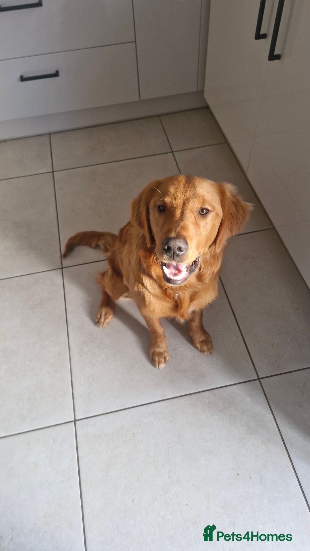 Golden Retriever dogs for sale: New home needed for 7 month old retriever male - Advert 1