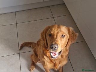Golden Retriever dogs New home needed for 7 month old retriever male - Advert 2