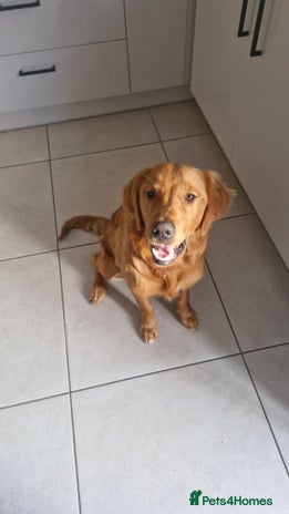 Golden Retriever dogs New home needed for 7 month old retriever male - Advert 1