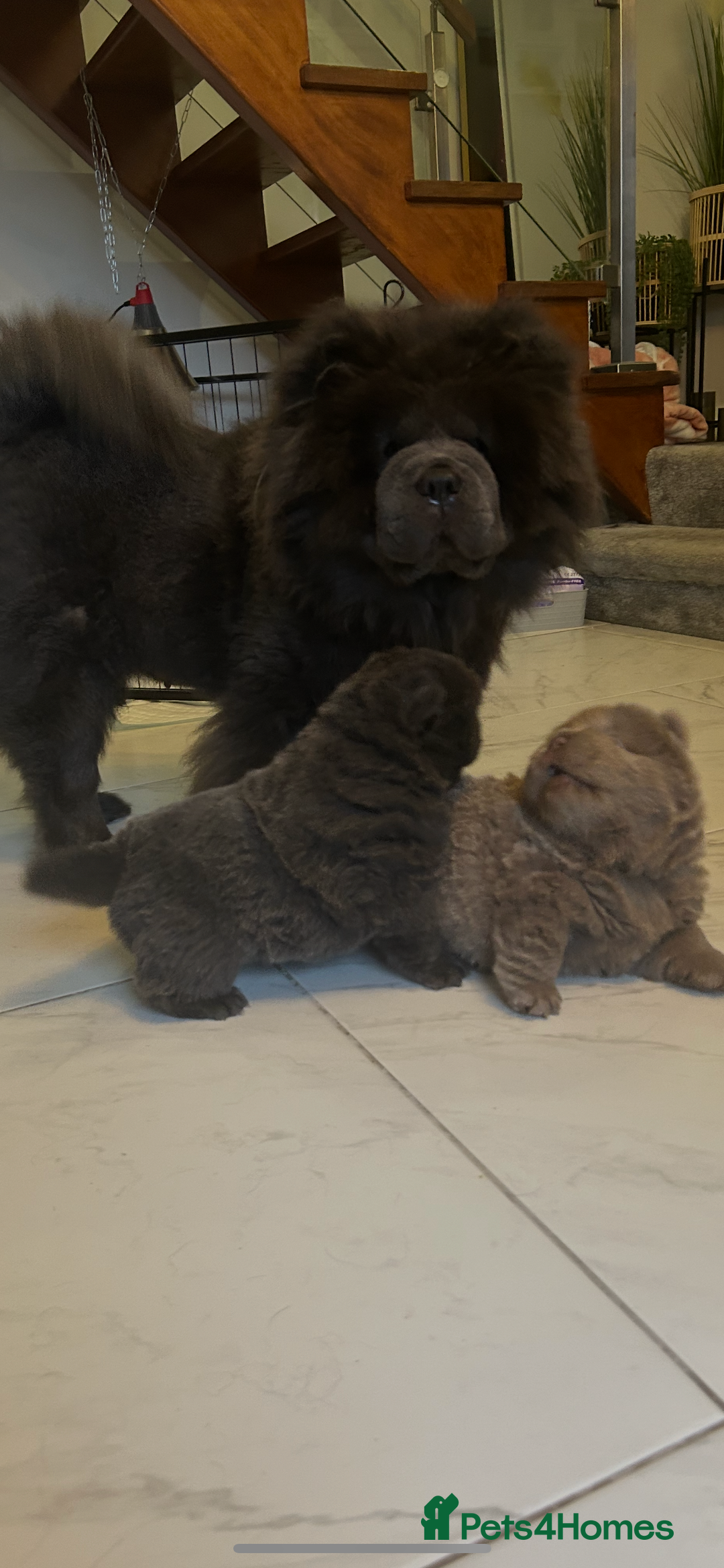 Chow Chow dogs for sale: Chow Chow puppy (top blood lines) - Advert 9