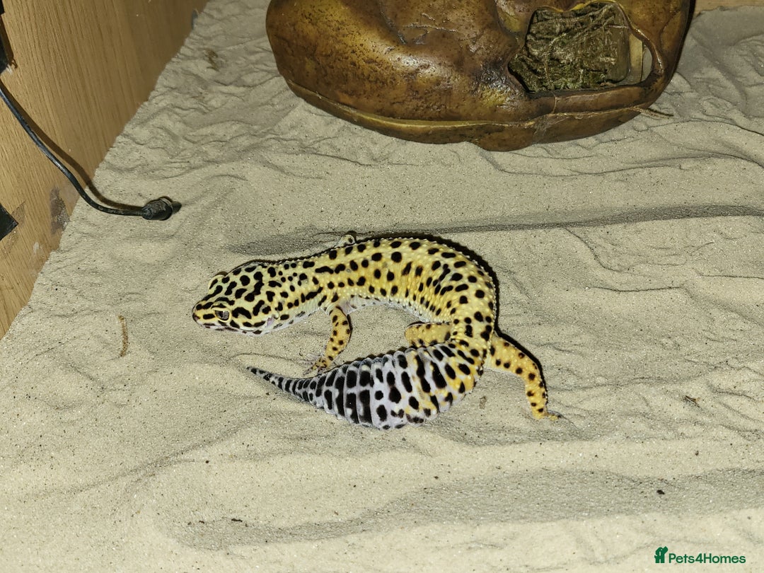 Gecko reptiles for sale: Leopard gecko - Image 2