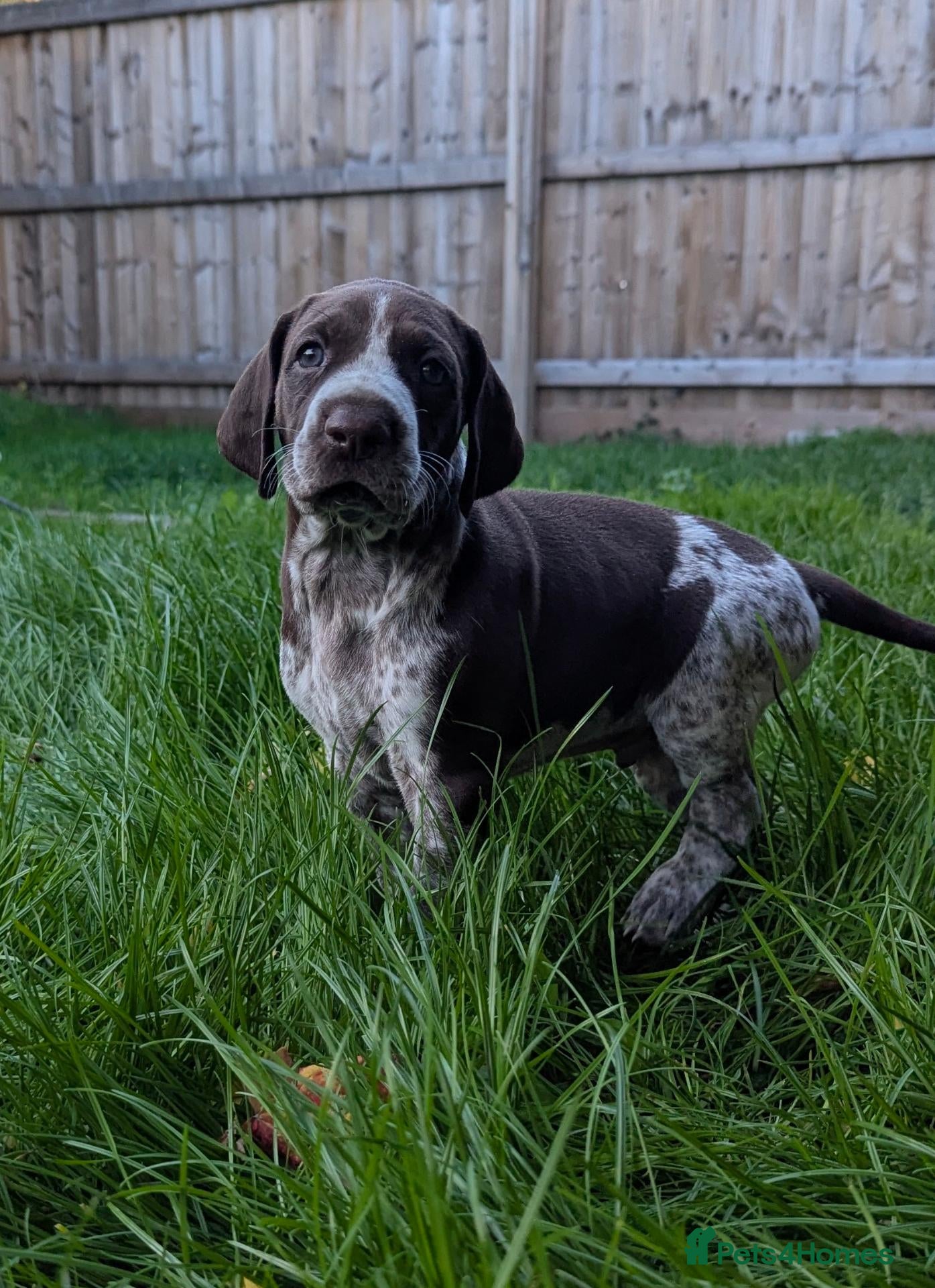 German Shorthaired Pointer dogs for sale: Gorgeous Black and Liver ticked GSP puppies - Advert 2